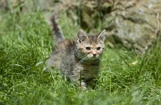 BRITISH SHORTHAIR C007